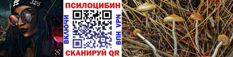 где можно купить наркотик  Кондрово  Псилоцибиновые грибы Psilocybine cubensis 